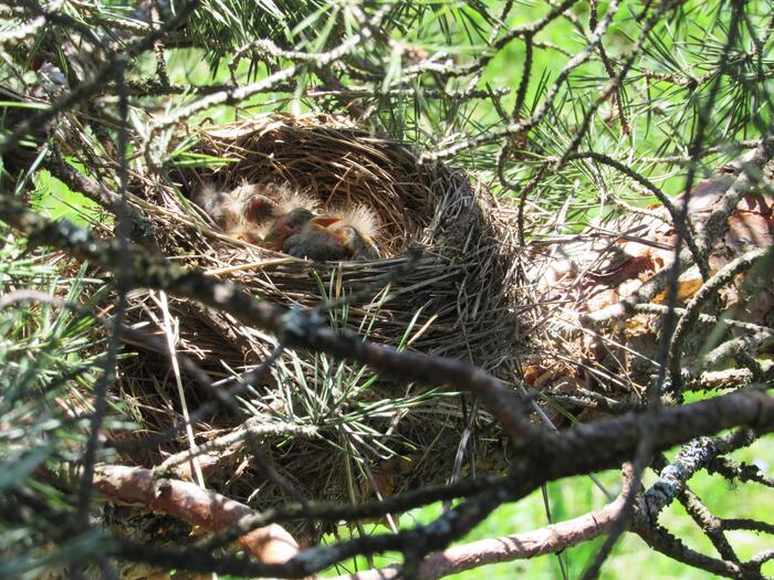 Fieldfare (Turdus pilaris), nest with newly hatched birds, Batak reservoir, Pazardzhik District, 10th May 2026. Photo: © Petar Stankov.