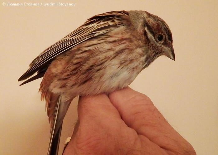 Emberiza leucocephalos, 06 февруари 2017 г., сн. Людмил Стоянов