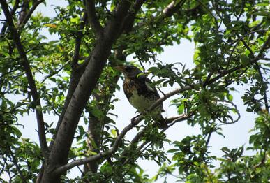 Fieldfare (Turdus pilaris), Batak reservoir, Pazardzhik District, 10th May 2026. Photo: © Petar Stankov.