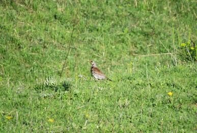 Fieldfare (Turdus pilaris), Batak reservoir, Pazardzhik District, 10th May 2026. Photo: © Petar Stankov.