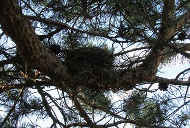 Fieldfare (Turdus pilaris), nest, Batak reservoir, Pazardzhik District, 10th May 2026. Photo: © Petar Stankov.
