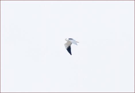 Пепелява каничка (Elanus caeruleus), Точката за наблюдение на миграция Бургас, 19-ти септ. 2026 г. Снимка: ©Mauri Leivo.