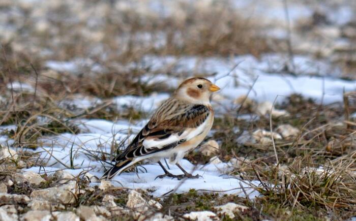 Plectrophenax nivalis, 6 януари 2019, сн. Ивайло Райков