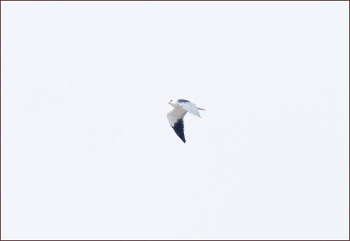 Пепелява каничка (Elanus caeruleus), Точката за наблюдение на миграция Бургас, 19-ти септ. 2026 г. Снимка: ©Mauri Leivo.