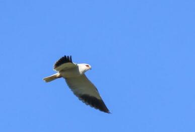 Пеперява каничка (Elanus caeruleus), село Тюленово, 06.05.2026 г. Снимка: © Христо Йорданов.