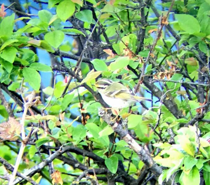 Phylloscopus_proregulus, 28 април 2018, сн. George Gay