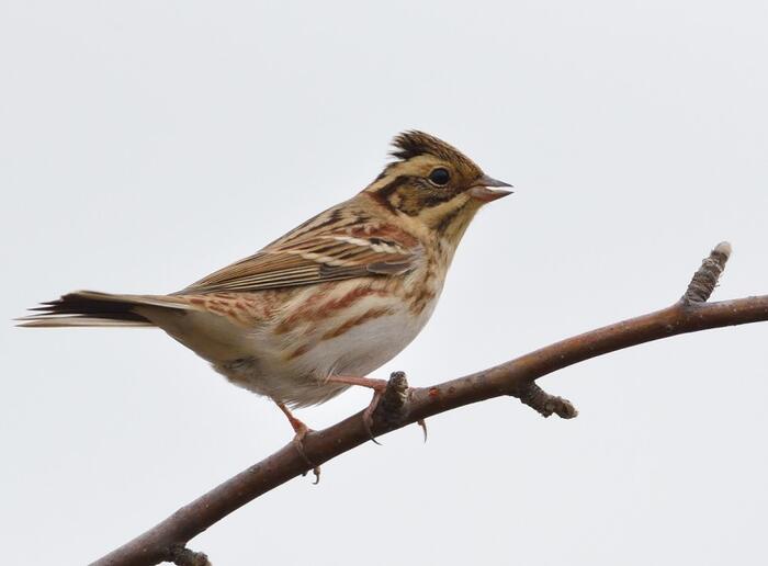 Emberiza rustica, 14 октомври 2017, сн. Димитър Русев