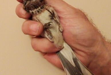 Emberiza leucocephalos, 06 февруари 2017 г., сн. Людмил Стоянов