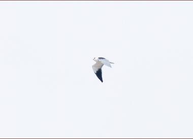 Пепелява каничка (Elanus caeruleus), Точката за наблюдение на миграция Бургас, 19-ти септ. 2026 г. Снимка: ©Mauri Leivo.