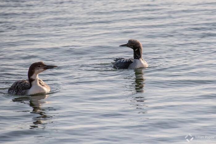 Gavia immer и Gavia arctica, 7 април 2018, сн. Юлиан Попов