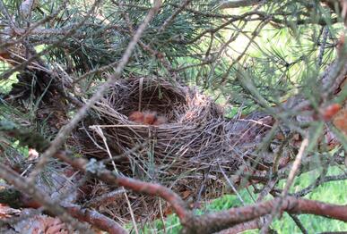 Fieldfare (Turdus pilaris), nest with newly hatched birds, Batak reservoir, Pazardzhik District, 10th May 2026. Photo: © Petar Stankov.